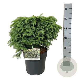 Picea a. 'Nidiformis' 40-50 cm 6L