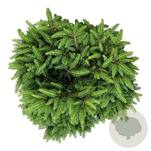 Picea a. 'Nidiformis' 40-50 cm 6L