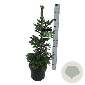 Picea a. 'Will's Zwerg' 60-80 cm 6L