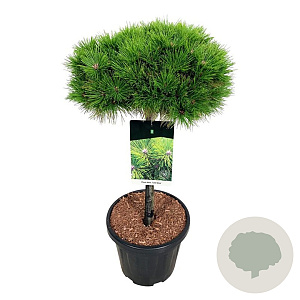 Pinus dens. 'Low Glow' 60 cm stam 15L
