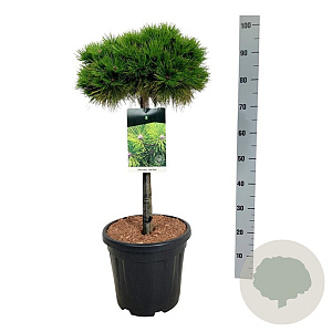 Pinus dens. 'Low Glow' 60 cm stam 15L