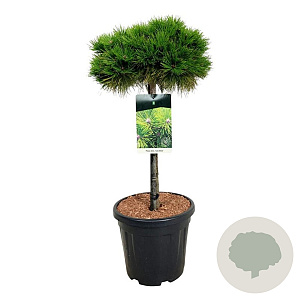 Pinus dens. 'Low Glow' 60 cm stam 15L