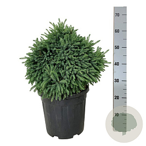 Picea gl. 'Echiniformis' 40-50 cm 15L
