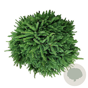 Picea gl. 'Echiniformis' 40-50 cm 15L