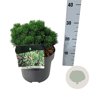 Pinus mugo 'Sherwood Compact' 15-20 cm
