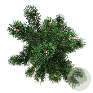 Pinus nigra 'Oregon Green' 50-60 cm 6L