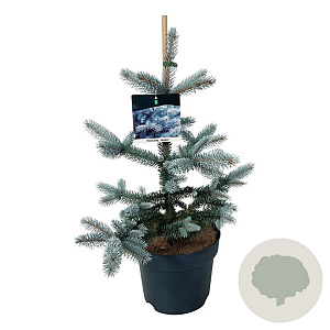 Picea pungens 'Hoopsii' 40-50 cm 6L
