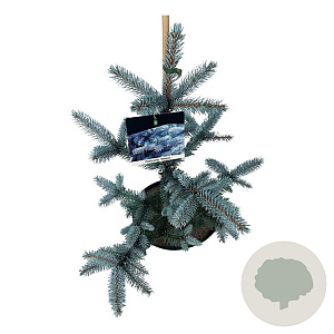 Picea pungens 'Hoopsii' 40-50 cm 6L
