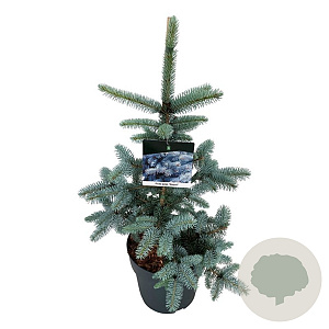 Picea pungens 'Hoopsii' 50-60 cm 6L