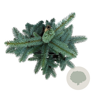 Picea pungens 'Hoopsii' 50-60 cm 6L