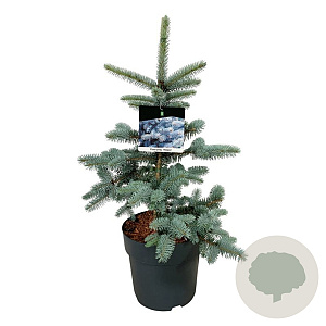 Picea pungens 'Hoopsii' 50-60 cm 6L