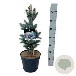 Picea pungens 'Iseli Fastigiate' 50-60 cm 6L