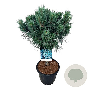 Pinus sylv. 'Watereri' 60 cm stam 15L
