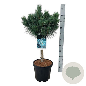 Pinus sylv. 'Watereri' 60 cm stam 15L