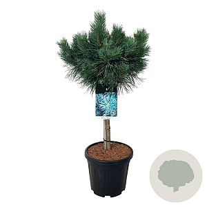 Pinus sylv. 'Watereri' 60 cm stam 15L