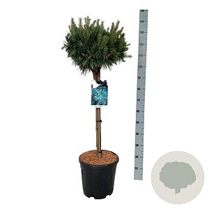 Pinus sylv. 'Watereri' 70 cm stam 15L kroon 30-40