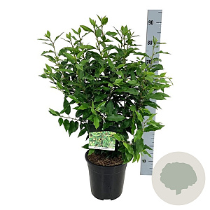 Prunus l. 'Angustifolia' 50-60 cm 6L