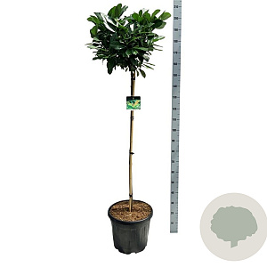 Prunus l. Etna 120-140 cm 30L