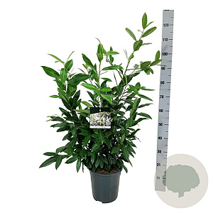 Prunus l. 'Herbergii' 80-100 cm 6L