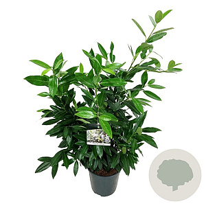 Prunus l. 'Herbergii' 80-100 cm 6L
