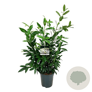 Prunus l. 'Herbergii' 80-100 cm 6L