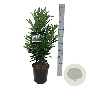 Prunus l. Renault Ace 60-80 cm 6L