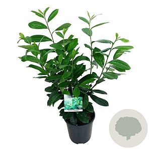Prunus I. 'Rotundifolia' 50-60 cm 6L
