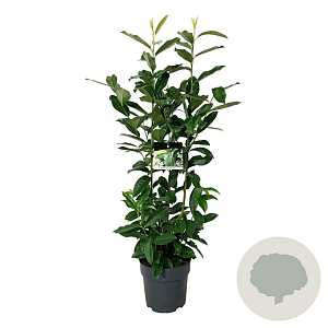 Prunus l. Genolia 100-125 cm 6L