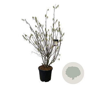 Stachyurus praecox 170-200 cm cont. 55L extra