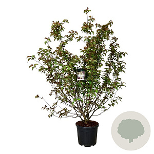 Stachyurus praecox 170-200 cm cont. 55L extra