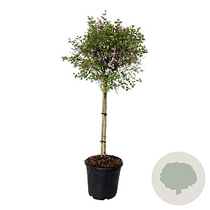 Syringa Bloomerang Pink Perfume 90 cm stam 30L