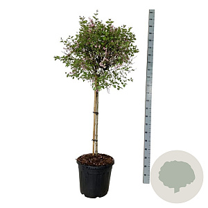 Syringa Bloomerang Pink Perfume 90 cm stam 30L