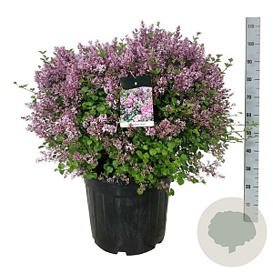 Syringa meyeri 'Palibin' 60-80 cm cont. 55L bol extra