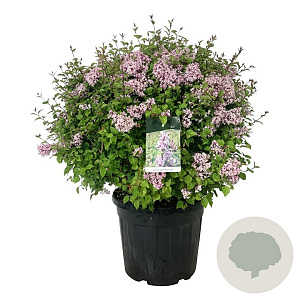 Syringa Sugar Plum Fairy 60-80 cm cont. 55L bol extra