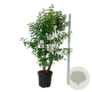 Syringa v. Beauty of Moscow 170-200 cm cont. 55L extra