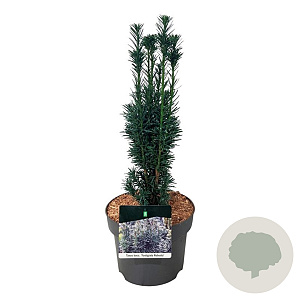 Taxus b. 'Fastigiata Robusta' 40-50 cm P21
