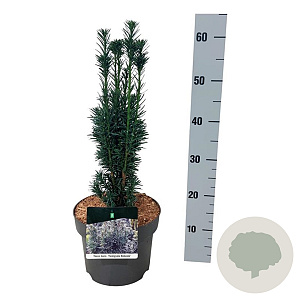 Taxus b. 'Fastigiata Robusta' 40-50 cm P21