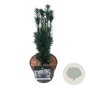 Taxus b. 'Fastigiata Robusta' 40-50 cm P21
