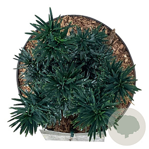 Taxus b. 'Fastigiata Robusta' 40-50 cm P21