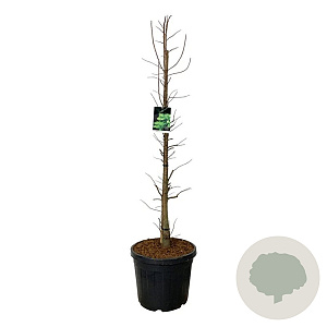 Taxodium dist. 'Pevé Minaret' 150-175 cm cont. 55L extra
