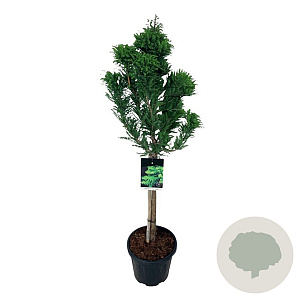 Taxodium dist. 'Pevé Minaret' 60 cm stam 15L