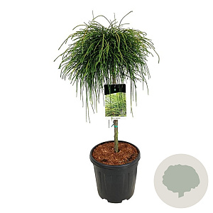 Thuja pl. 'Whipcord' 60 cm stam 15L
