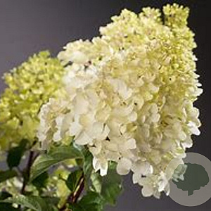 Hydrangea paniculata 'Silver Dollar' 50-60 cm 10L