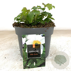 Anemone Elfin Swan GM 2,0L
