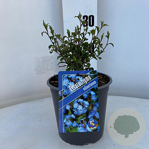 Ceratostigma willmottianum 25-30 cm 2,0L