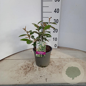 Elaeagnus ebbingei 40-50 cm 2,0L