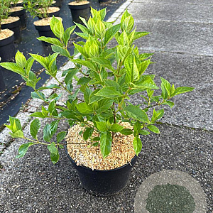 Hydrangea pan. 'Limelight' 30-40 cm 5,0L