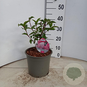 Hydrangea pan. Vanille-Fraise 70-80 cm 5,0L