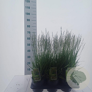 Molinia caerulea 'Moorflamme' 40-70 cm 2,0L