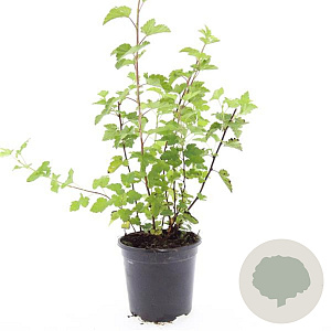 Physocarpus capitatus 'Tilden Park' GM C1.3